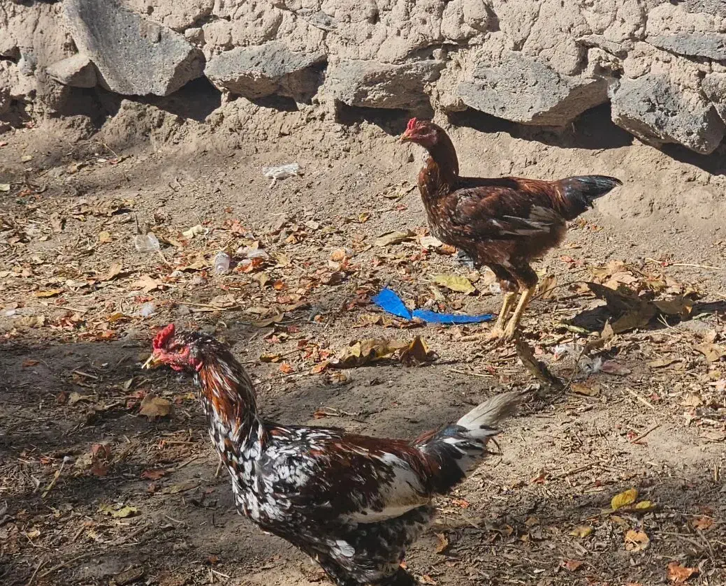 جوجه دورگه|حیوانات مزرعه|اردبیل, |دیوار