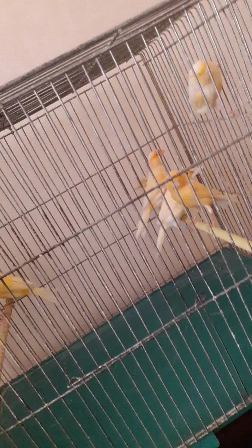 قناری پرتقالی نر مست و بخون|پرنده|اصفهان, قلعه طبره|دیوار