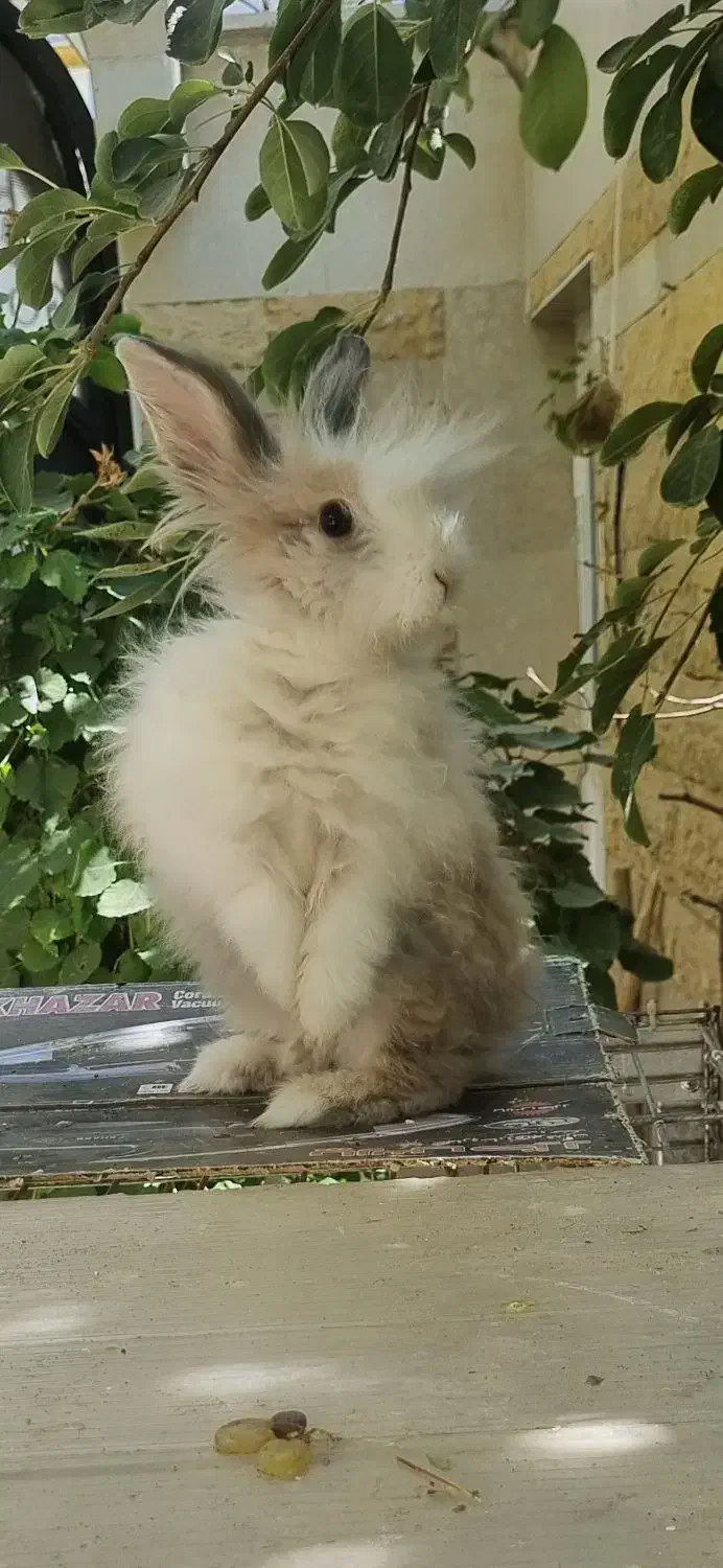 خرگوش لوپ|موش و خرگوش|اراک, |دیوار