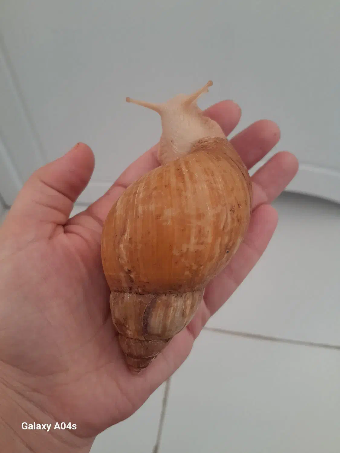 حلزون مولد|خزنده|کرج, کمالشهر|دیوار