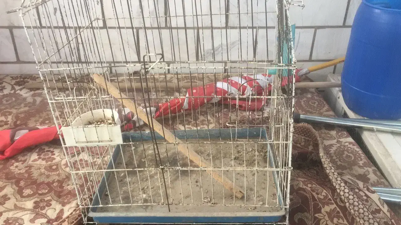 دو عدد قفس مرغ مینا و طوطی سالم|لوازم جانبی حیوانات|اهواز, کوی سعدی|دیوار