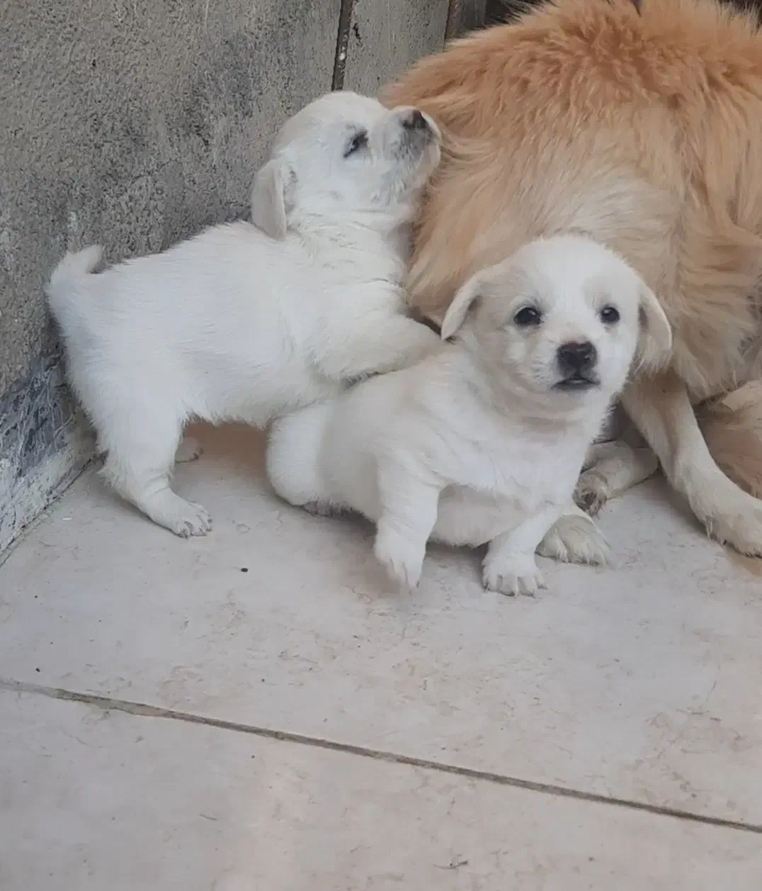 سگ پاپی با توله هاش|سگ|ساوه, |دیوار