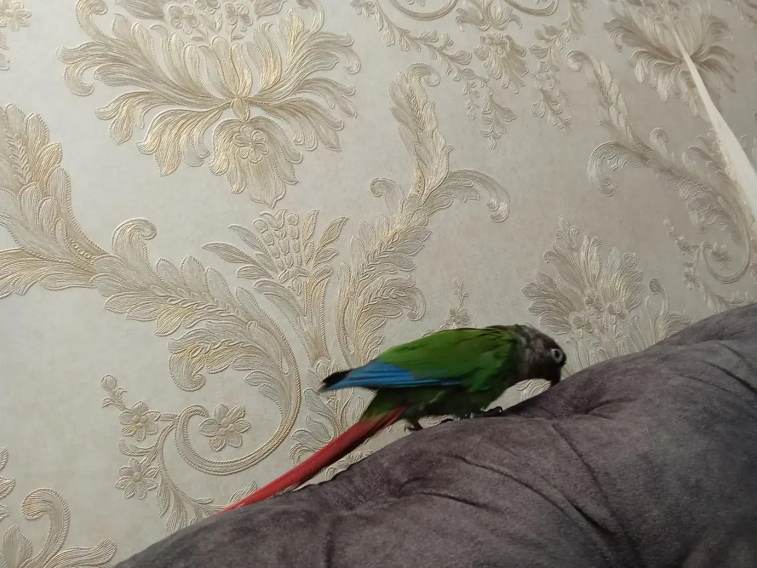 گیرینچیک جفت|پرنده|مشهد, رده|دیوار