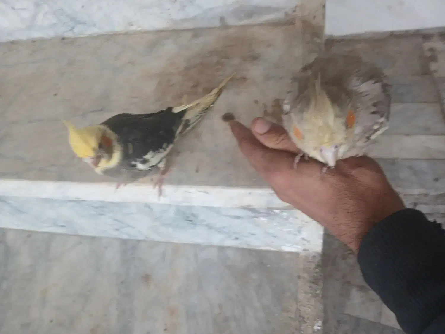 فوری .زیر قیمت بازار.بدلیل زیاد بودن پرنده هام|پرنده|بروجن, |دیوار