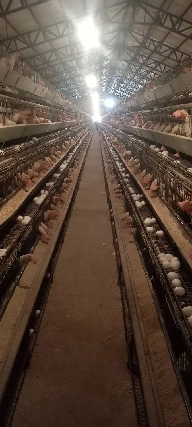 مرغ سفید تخم گذار پرصاف|حیوانات مزرعه|مشهد, رباط طرق|دیوار