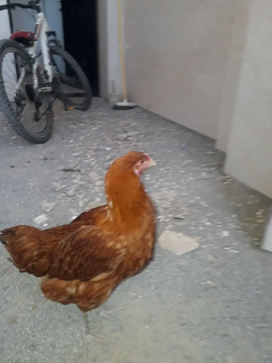 مرغ و خروس محلی|حیوانات مزرعه|ساری, |دیوار