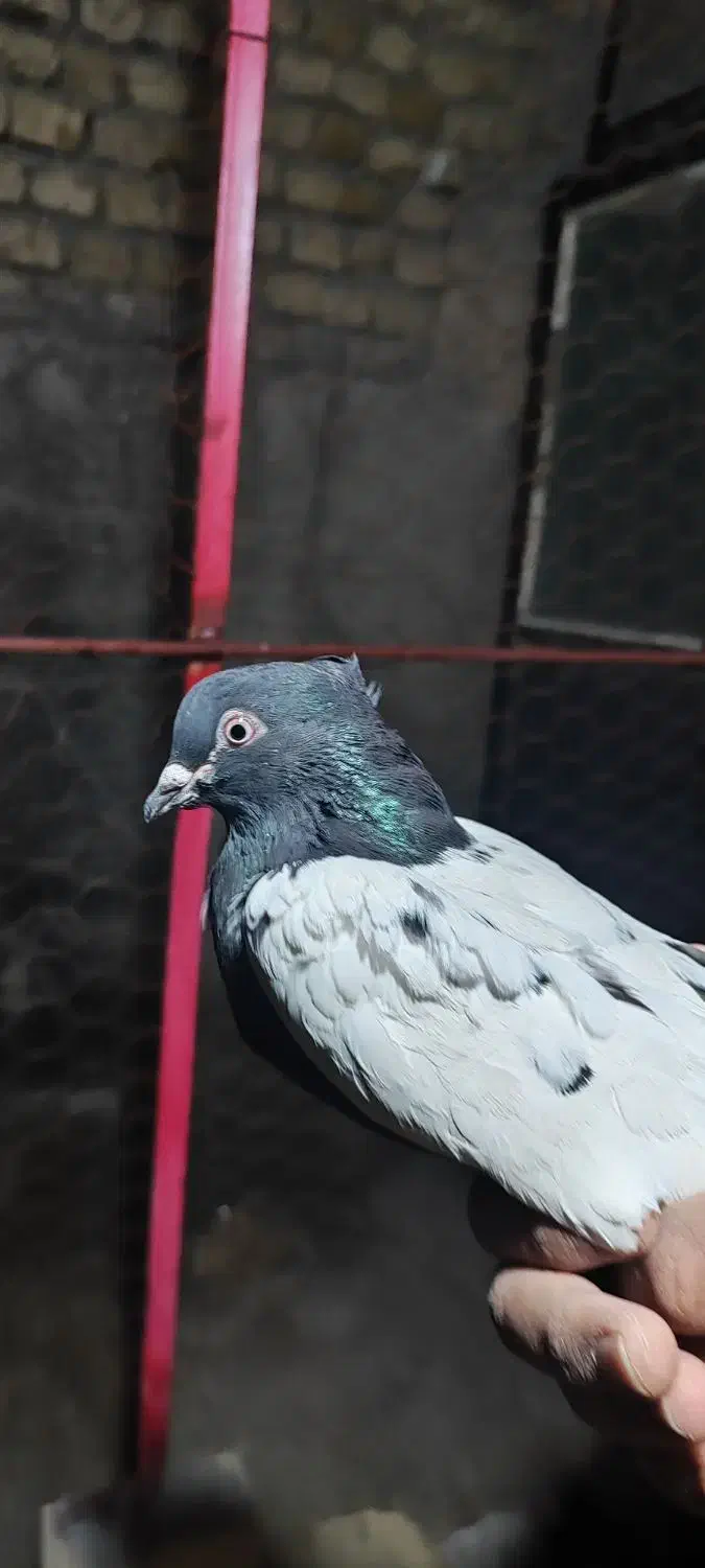 کبوتر|پرنده|چناران, |دیوار