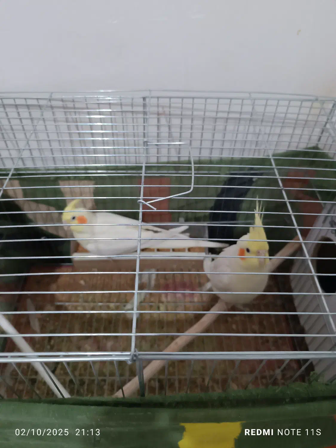 یک جفت عروس هلندی|پرنده|شیراز, سعدیه شمالی|دیوار