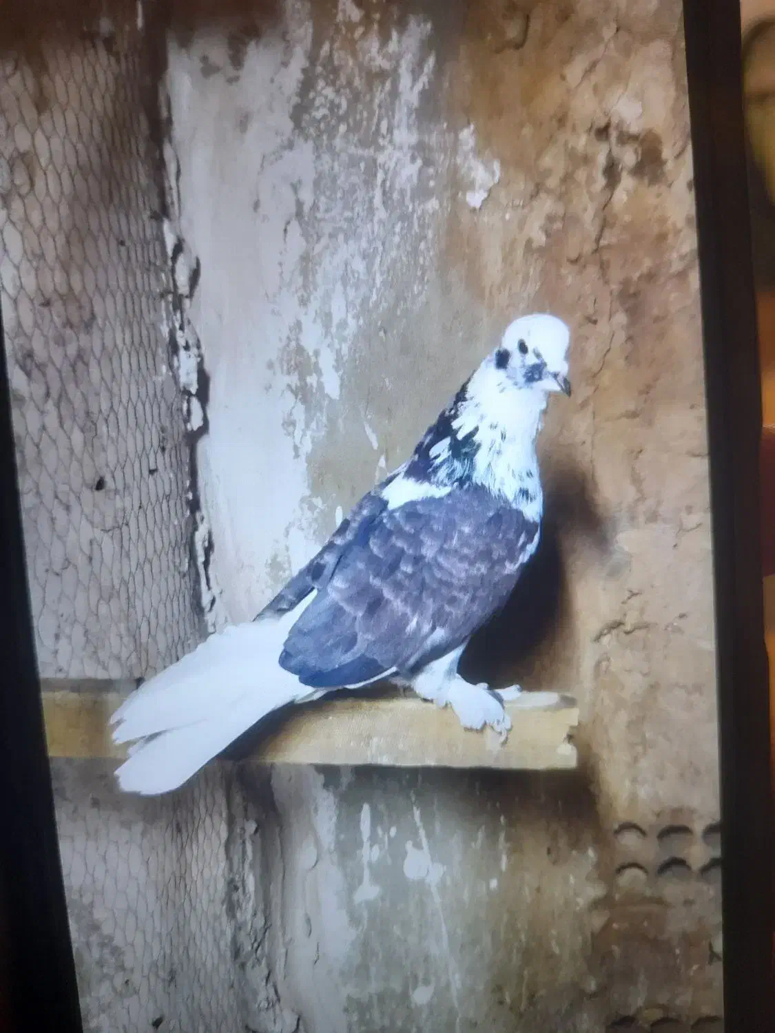 کفتر پرشی حسابی همگی بپر و سرحال|پرنده|قم, شاه سید علی|دیوار