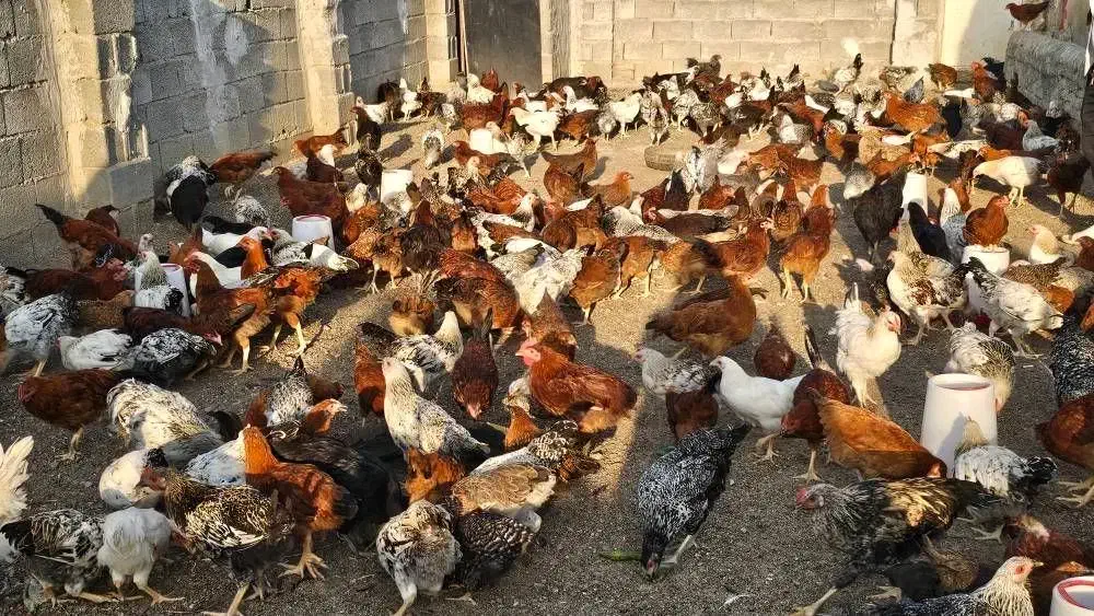 فروش مرغ وخروس محلی باطعمی لذیذ برای فصل سرما|حیوانات مزرعه|پارس‌آباد, |دیوار