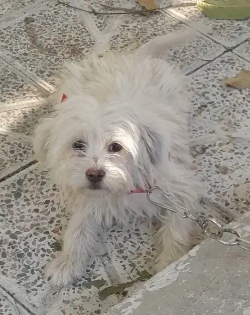 توله سگ|سگ|فارسان, |دیوار