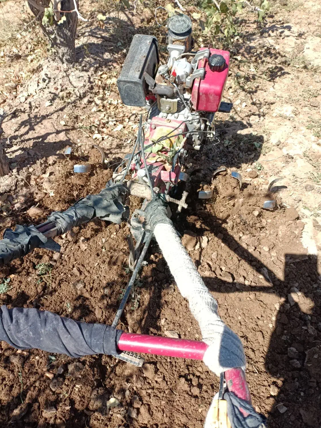 کار کشاورزی|خدمات باغبانی و درختکاری|زرند, |دیوار