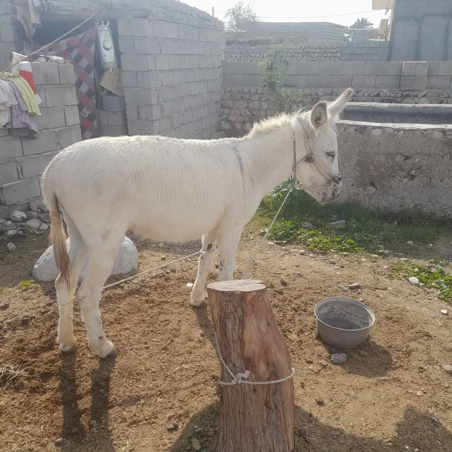 الاغ آرام و جوان|حیوانات مزرعه|تخت, |دیوار