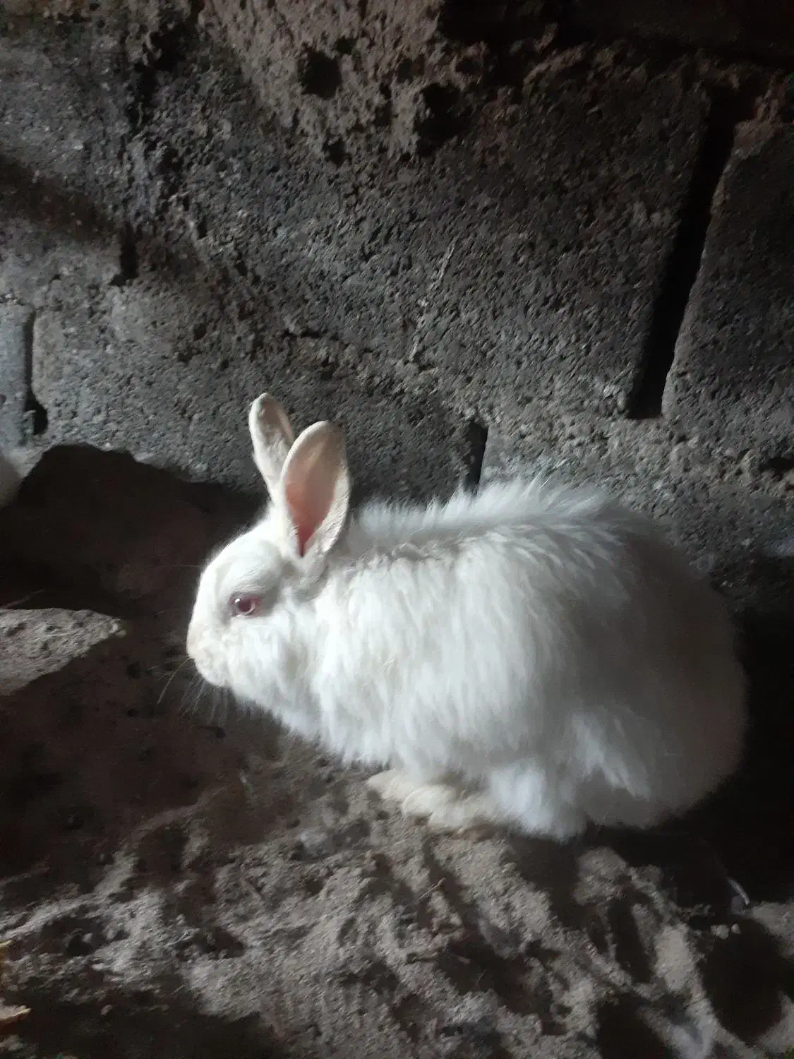 خرگوش با بچه|موش و خرگوش|زاهدان, |دیوار