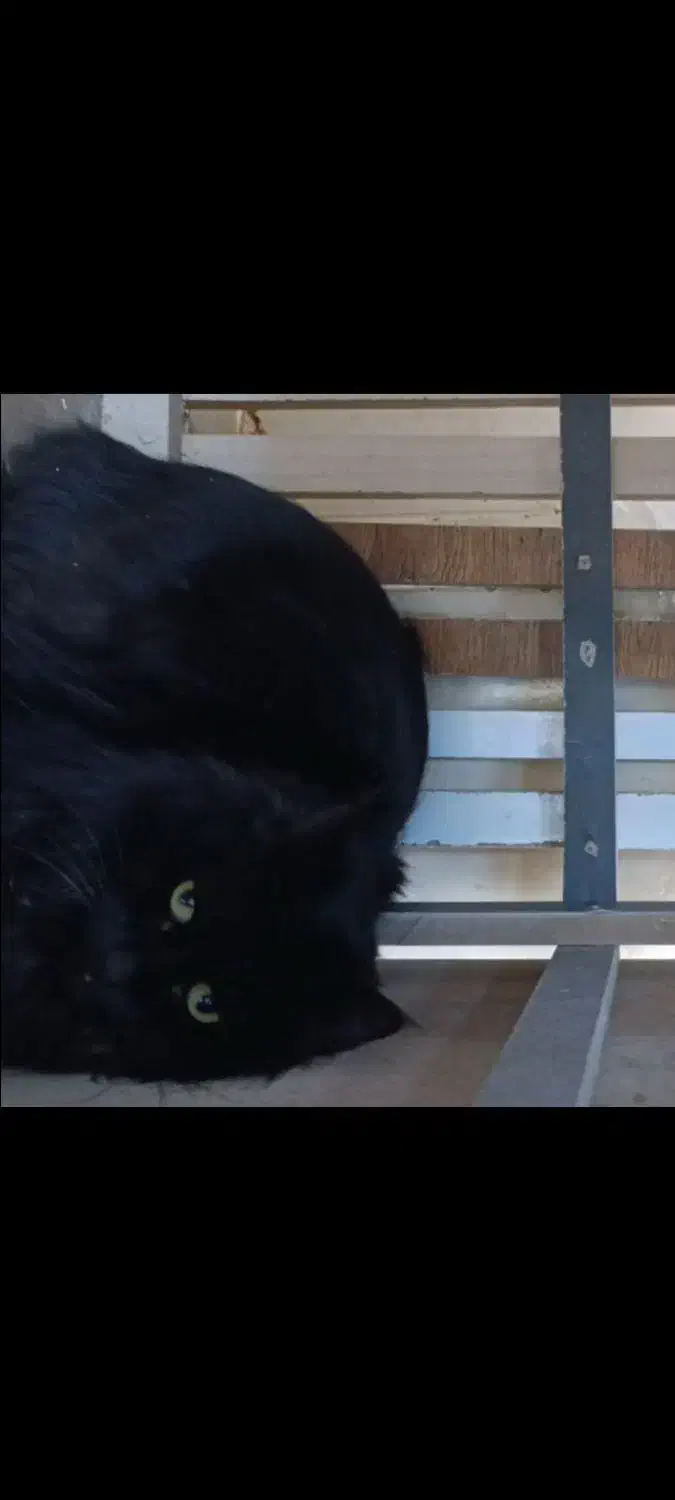 گربه پرشین اصل نر|گربه|مشهد, امام رضا (ع)|دیوار