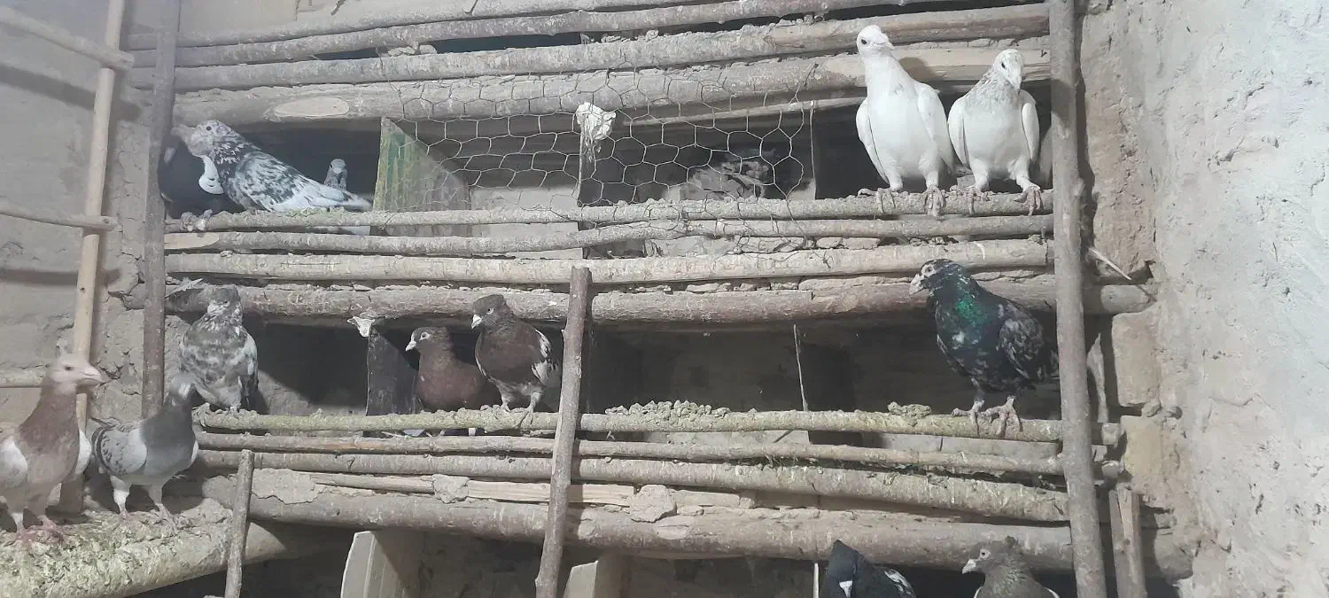 کفتر|پرنده|تربتحیدریه, بیمارستان رازی|دیوار