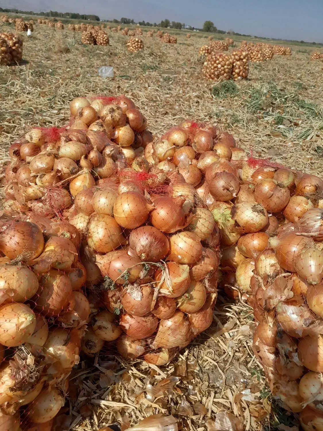 پیاز زرد بروجرد|عمدهفروشی|سیلاخور, |دیوار