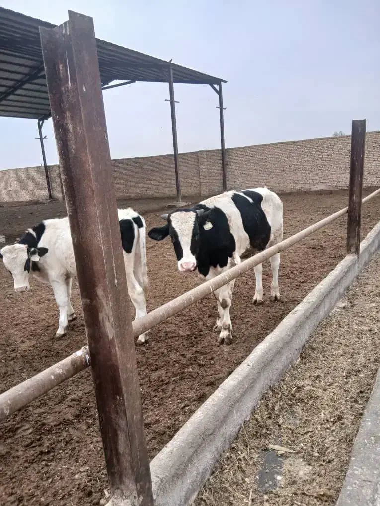 گوساله از شیر گرفته|حیوانات مزرعه|ری, فیروزآباد|دیوار