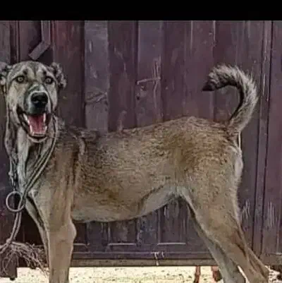 واگذاری سگ سراب افغان آلابای  پژدر|سگ|کرمانشاه, |دیوار