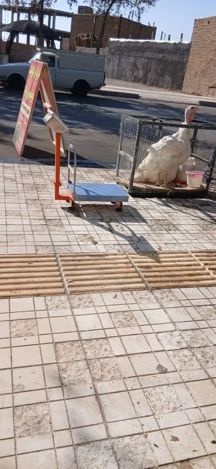 بوقلمون گوشتی بیوتی ارگانیک|حیوانات مزرعه|شاهرود, |دیوار