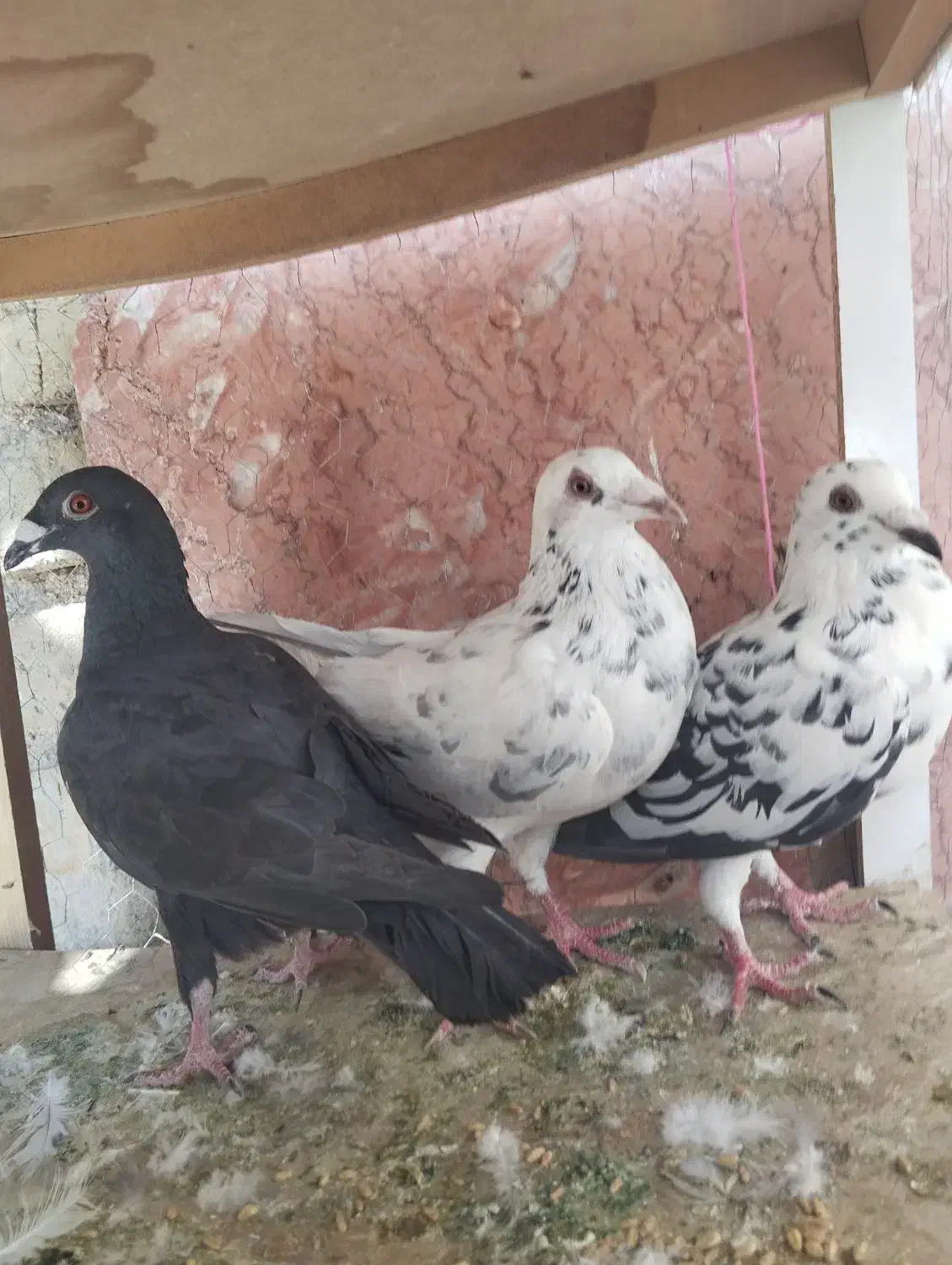 سه تا جوجی نر|پرنده|شیراز, محراب|دیوار