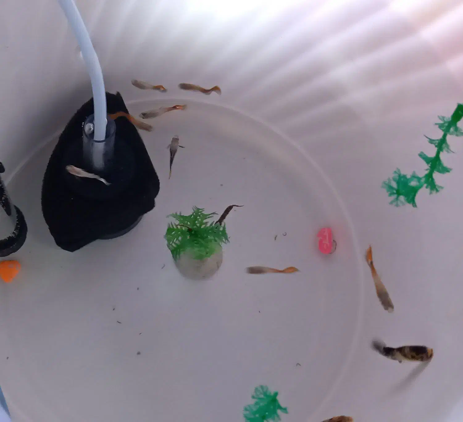 گوپی|ماهی|فردیس, شهرک شهید حسینی|دیوار