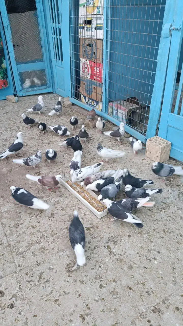 55عدد کفتر یکجا بفروش میرسد|پرنده|پیر بکران, |دیوار