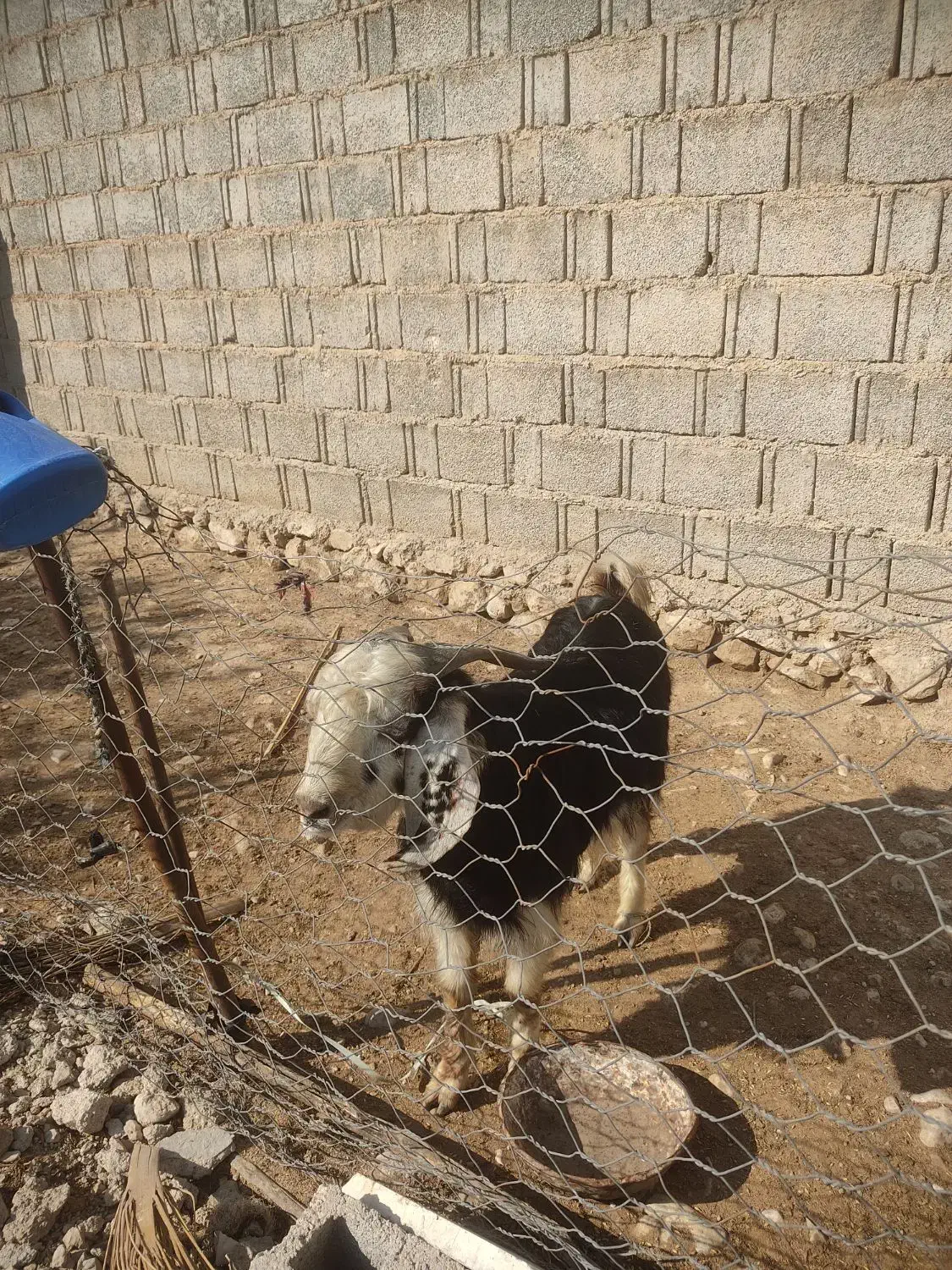 کهره|حیوانات مزرعه|بوشکان, |دیوار