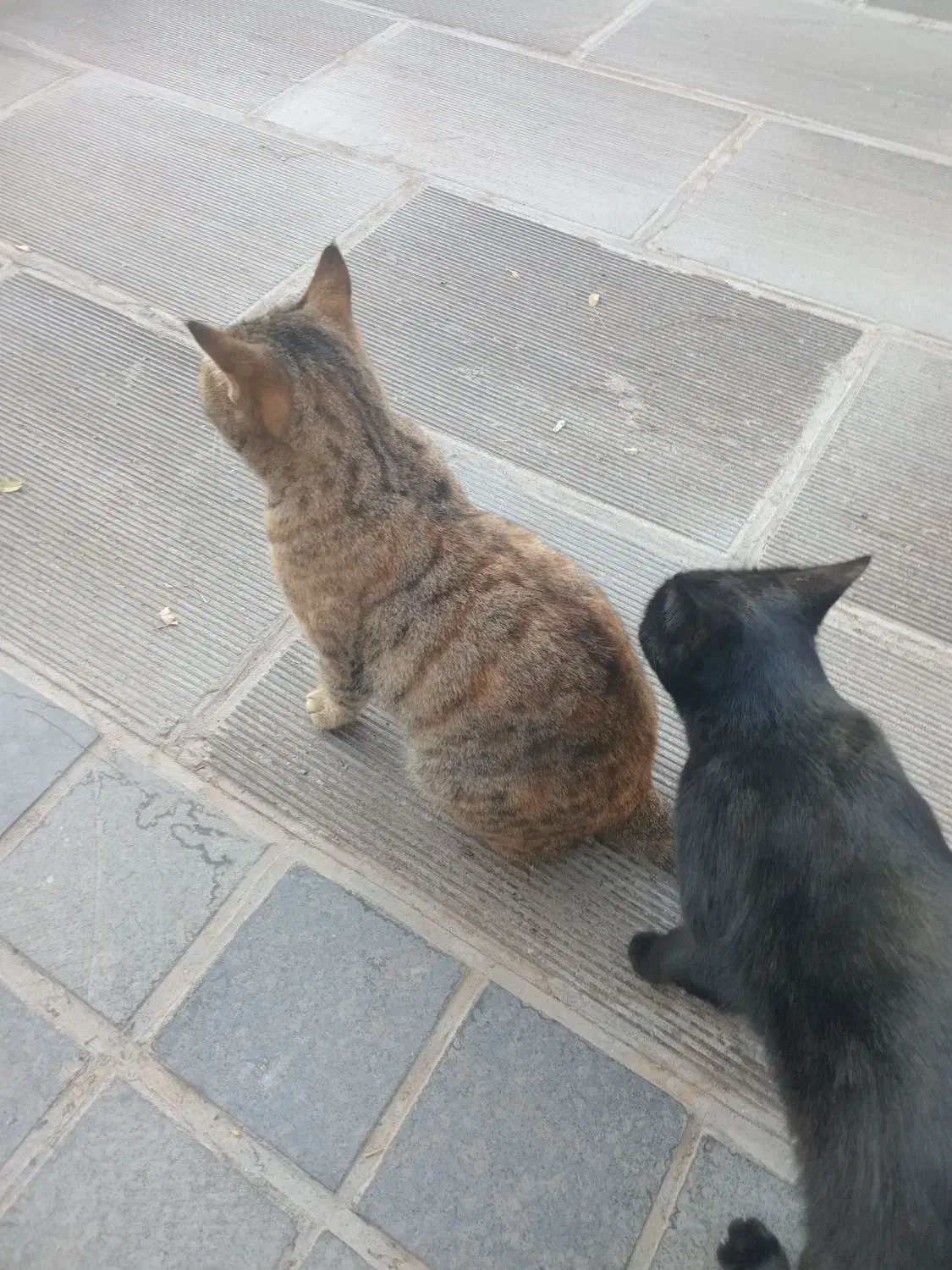 راهنمایی در مورد سر رفتن حوصله|فعالیت داوطلبانه تحقیقاتی|تبریز, |دیوار