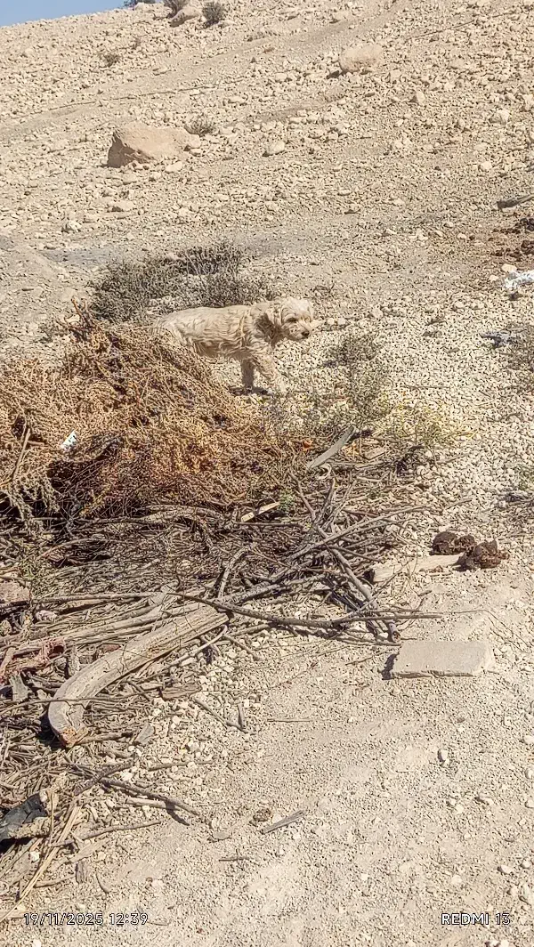 سگ فروشی|سگ|گراش, |دیوار