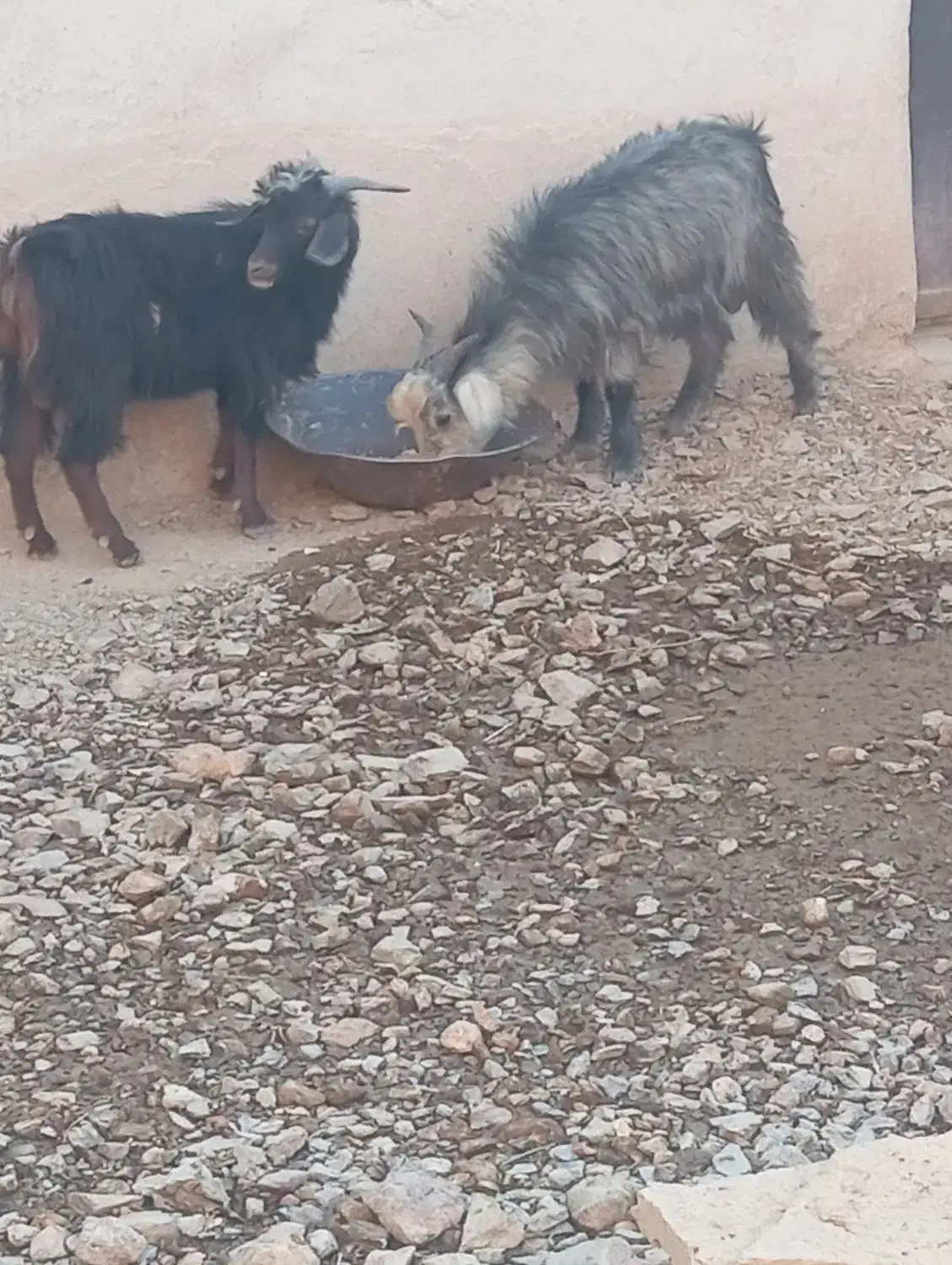 بزغاله نر|حیوانات مزرعه|لالجین, |دیوار