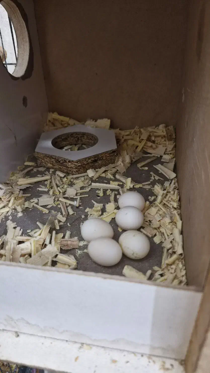 عروس هلندی جفت|پرنده|قم, زند آباد|دیوار