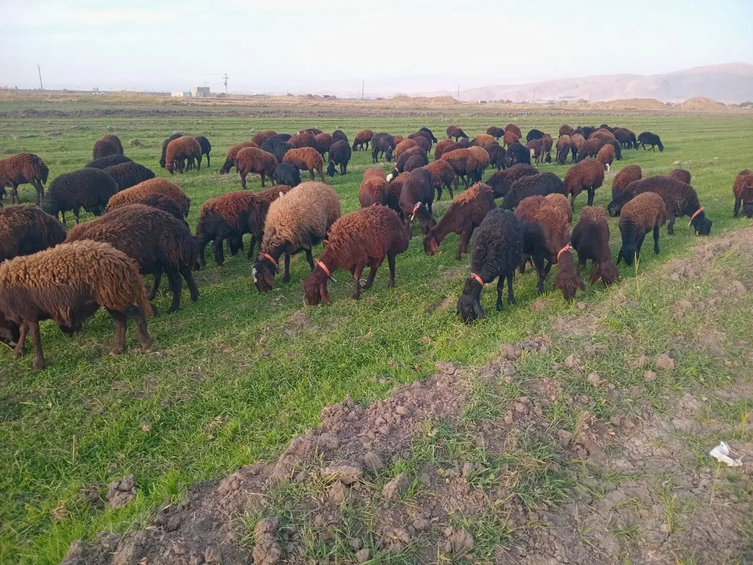 گوسفند شیشک و بره ماده|حیوانات مزرعه|بروجرد, |دیوار