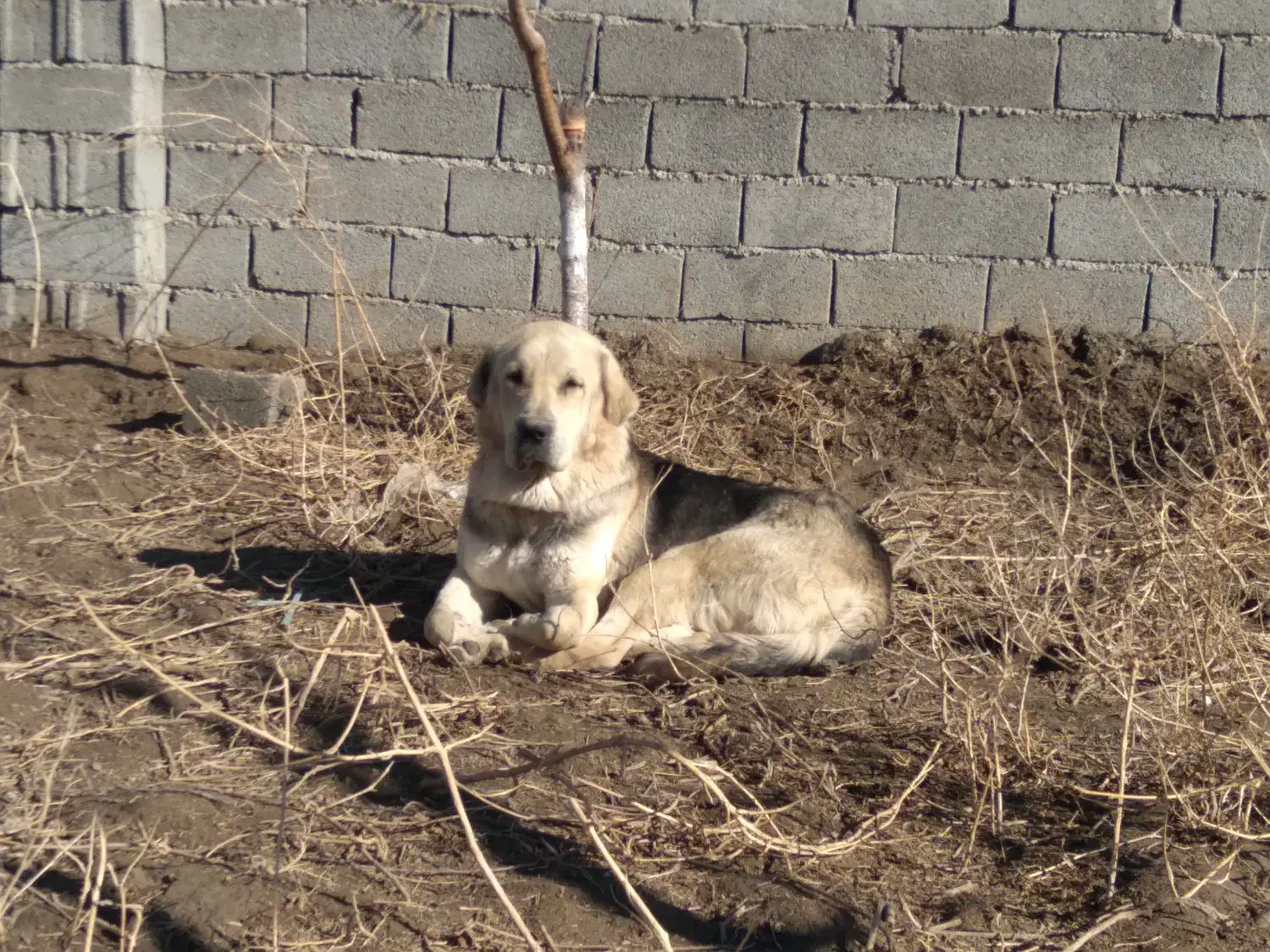 پژدر۱۷ ماهه|سگ|ماهدشت, |دیوار