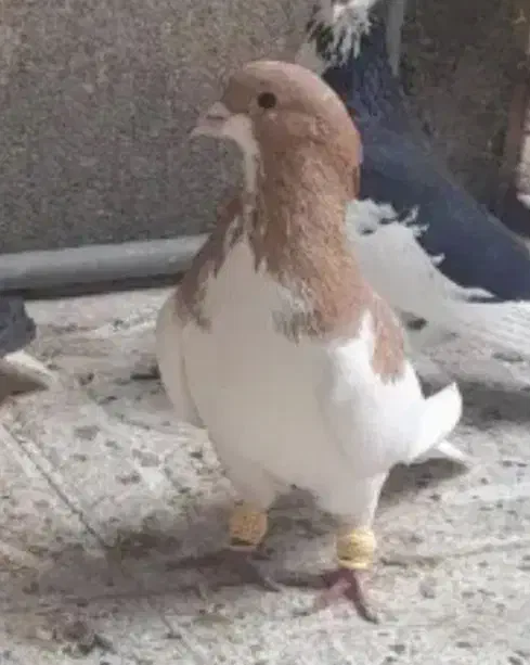 گمشده|حیوانات|اصفهان, حسین‌آباد|دیوار