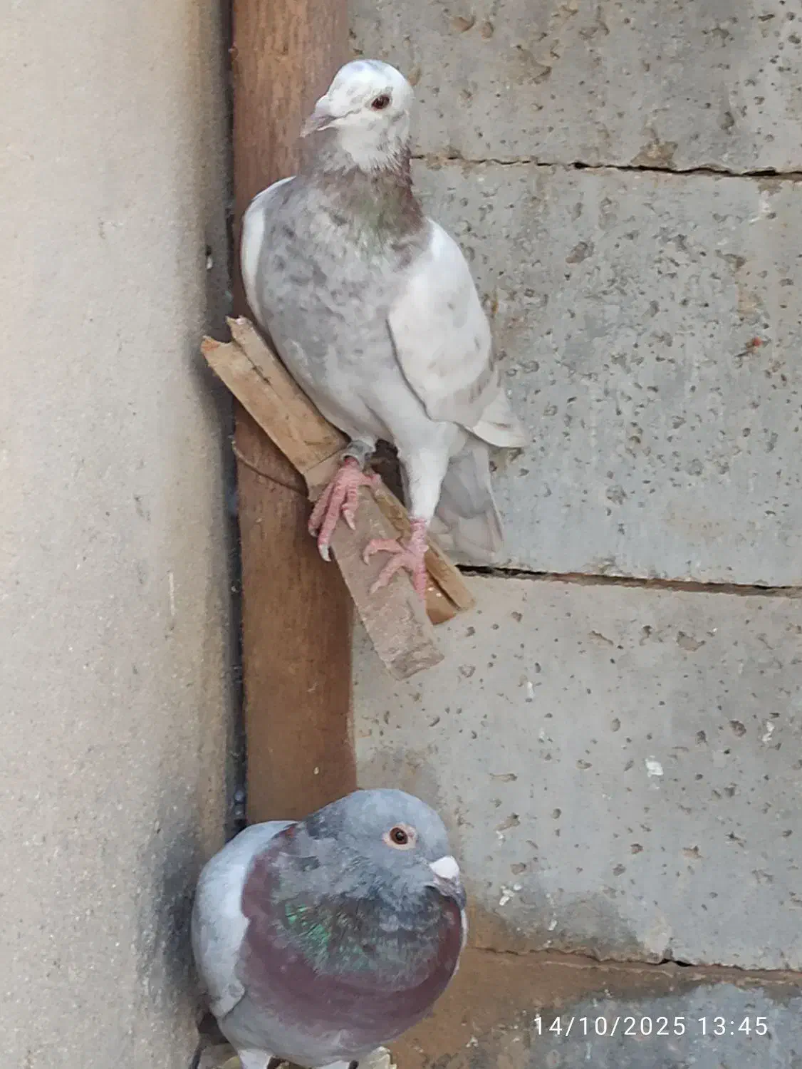 کبوترخارجی|پرنده|شبانکاره, |دیوار