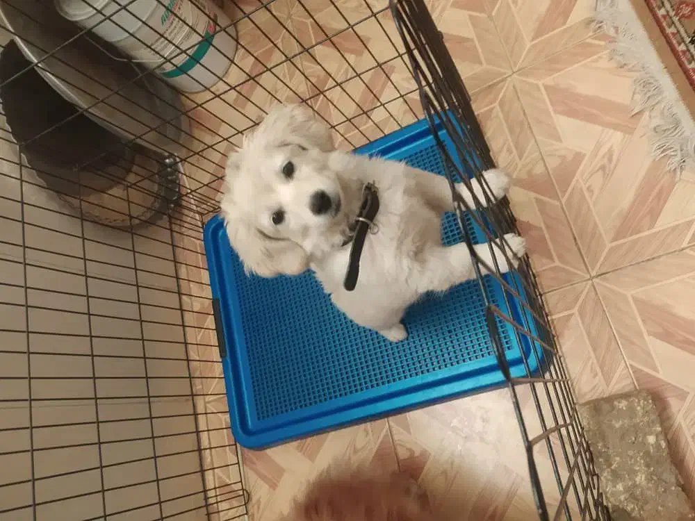 سگ کوچولو|سگ|اصفهان, خانه اصفهان|دیوار