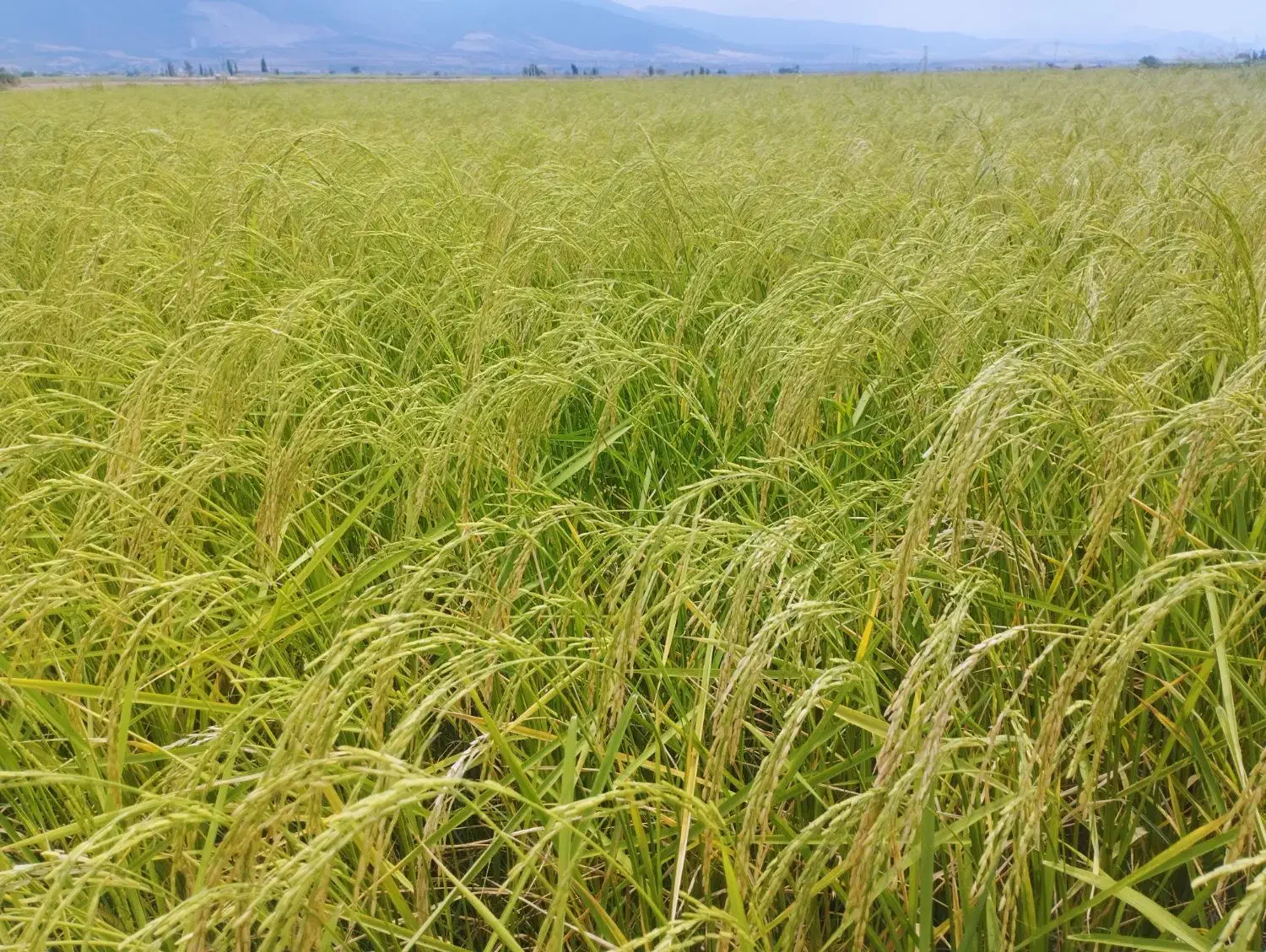 برنج دم‌سیاه اعیانی درجه 1|خوردنی و آشامیدنی|کلاله, |دیوار