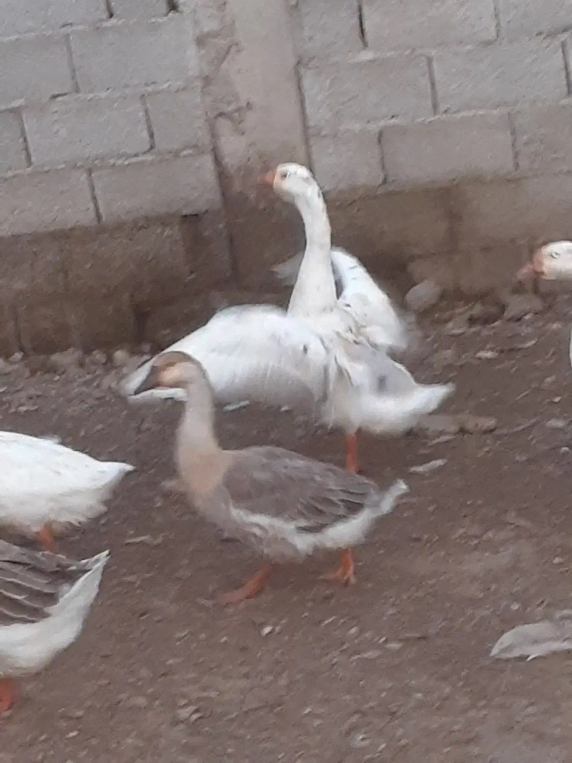 قو غاز|حیوانات مزرعه|احمدسرگوراب, |دیوار