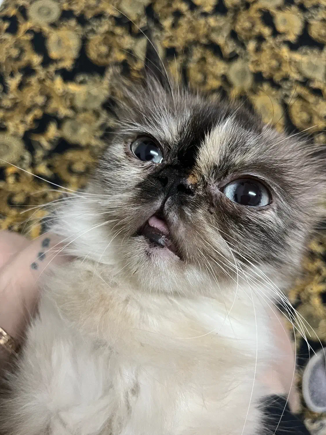 گربه نژاد هیمالین|گربه|رشت, توشیبا|دیوار