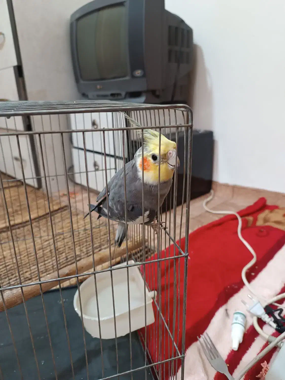 عروسی هلندی نر باقفس فروش فوری|پرنده|ابهر, |دیوار