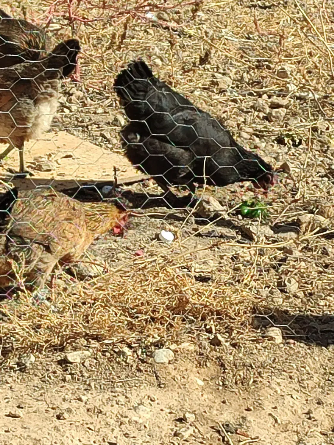 مرغ محلی سالم خوب با بهترین قیمت|حیوانات مزرعه|پاتاوه, |دیوار