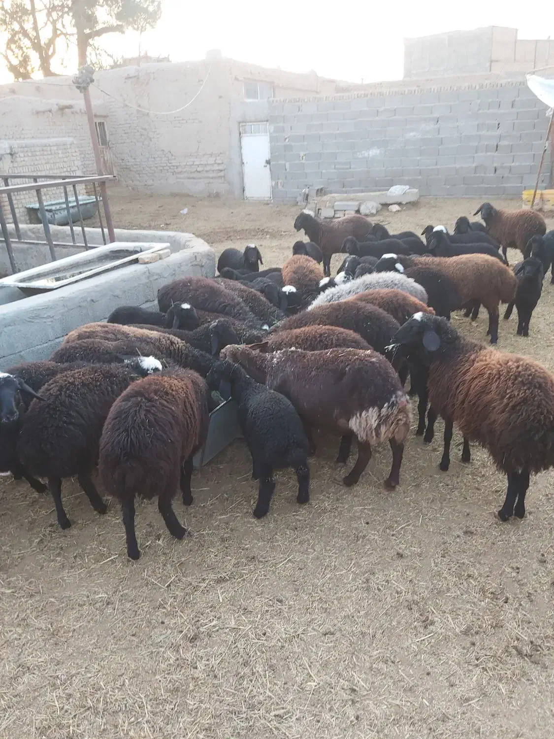 بره کشتاری|حیوانات مزرعه|پاکدشت, پاکدشت (مامازند)|دیوار