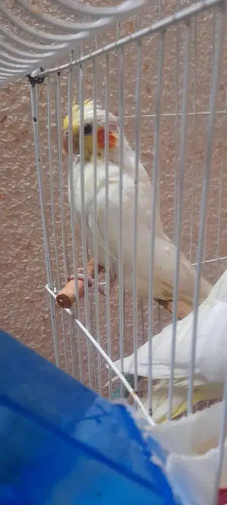 عروس پاریس|پرنده|اهواز, کوروش|دیوار