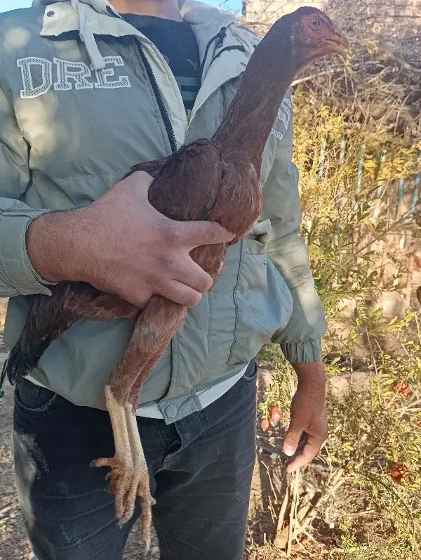 طاقچه مرغ لاری ایژی|حیوانات مزرعه|تربت جام, امام|دیوار