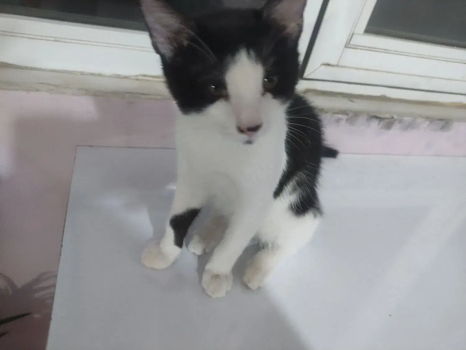 دو گربه گمشده مرند با مژدگانی|حیوانات|مرند, |دیوار