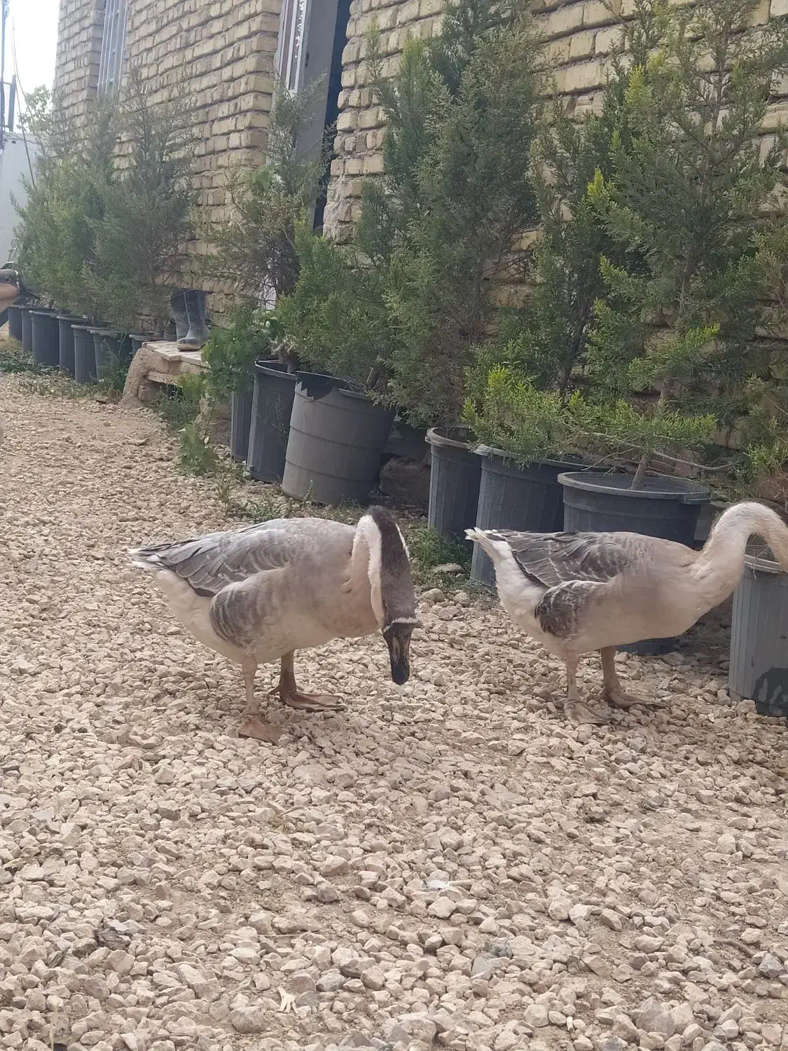 قوغاز آفریقای یک عدد نر|حیوانات مزرعه|درگزین, |دیوار