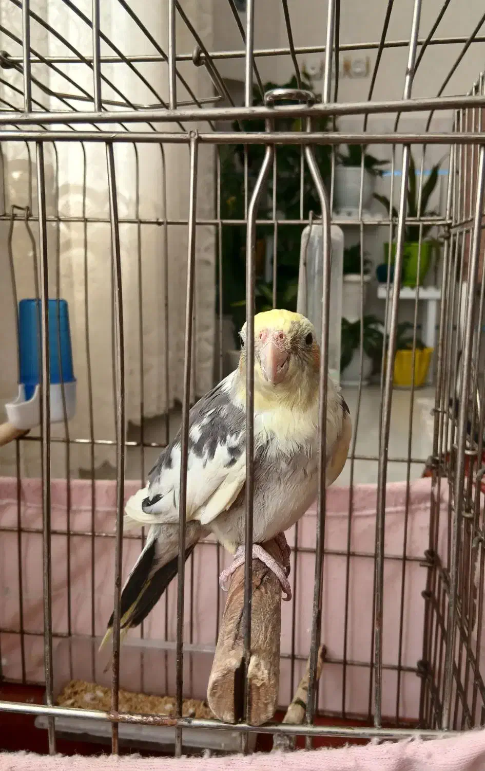 عروس هلندی نر سخنگو|پرنده|فردوس (خراسان), |دیوار