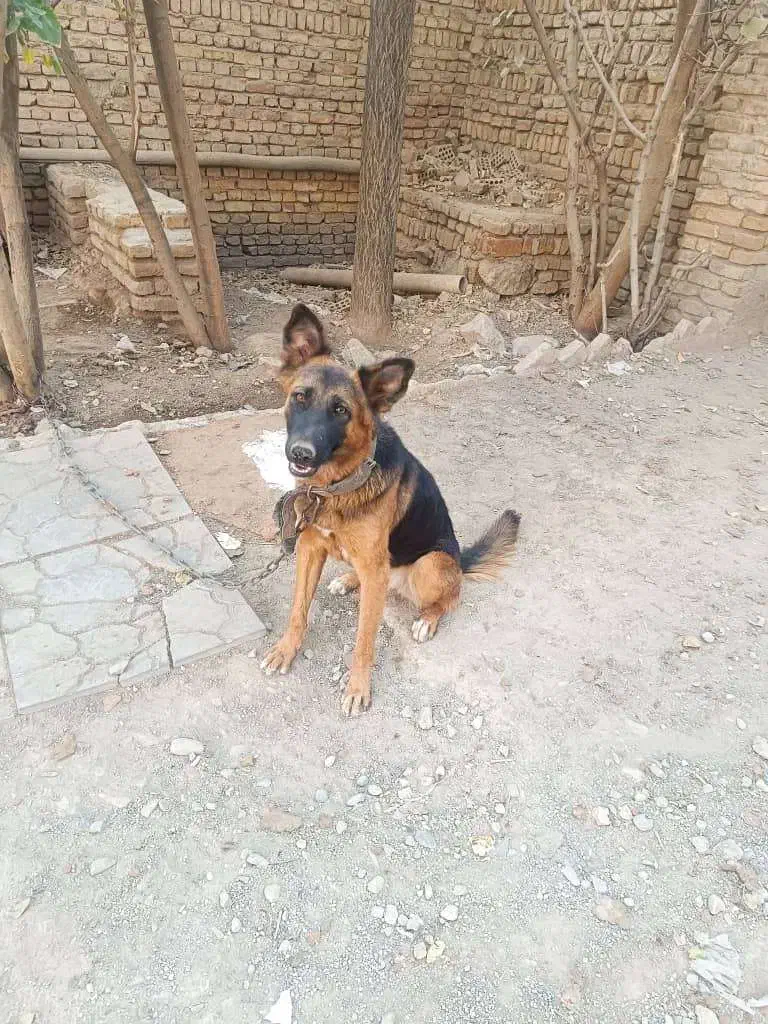 فروش سگ|سگ|خاوران, |دیوار