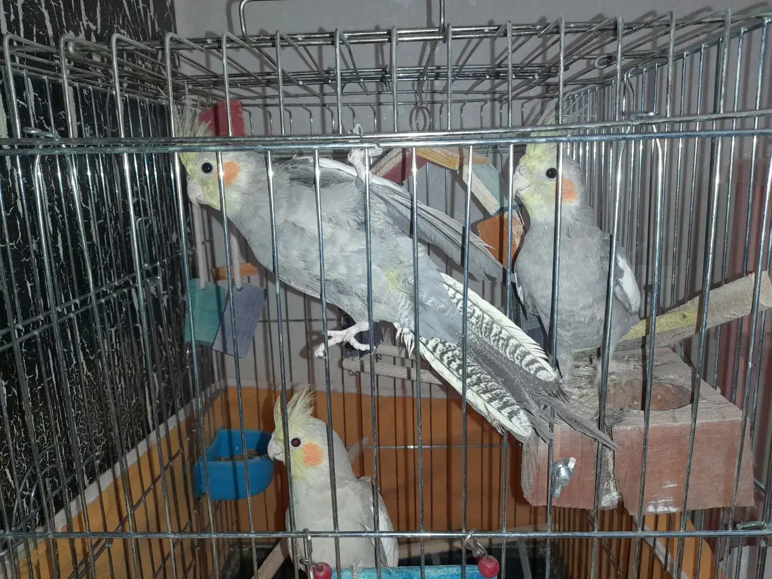 عروس هلندی بازی گوش و دستی|پرنده|فولادشهر, B7|دیوار